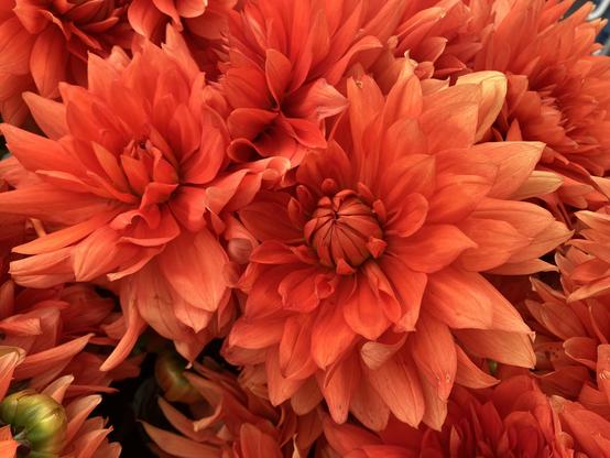 Bright orange dahlia blooms, on the larger side as dahlias go.
